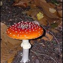 DSCN1195 copie